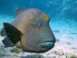 Friendly Napolean taken at Sharksbay with E300. by Nikki Van Veelen 